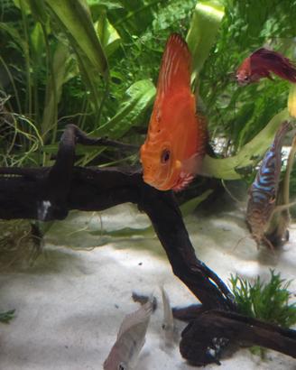 Discus