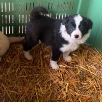 Cuccioli border collie