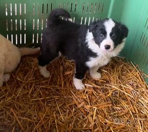 Cuccioli border collie