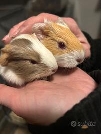 Porcellini D'india e conigli nani