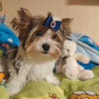 Yorkshire terrier Biewer
