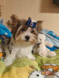 Yorkshire terrier Biewer