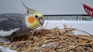 Calopsite ancestrale