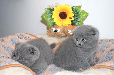 Scottish fold e straight con pedigree