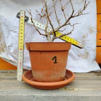 bonsai melograno nano 8 anni