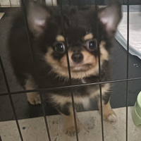 Chiuhaha originali pelo lungo