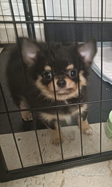 Chiuhaha originali pelo lungo