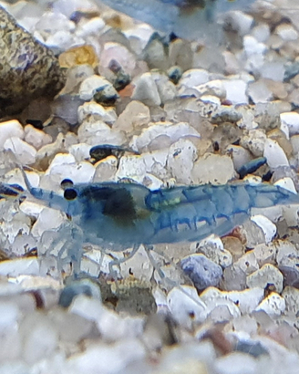 Caridine blue jelly