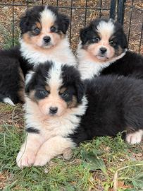 Cuccioli pastore australiano