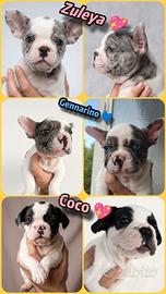 Bulldog francese Exotic