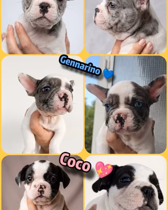 Bulldog francese Exotic