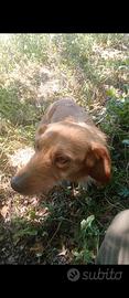 Cane da tartufo