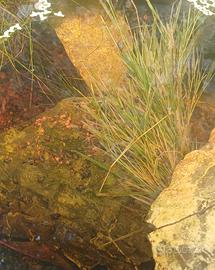 Lumache d acqua