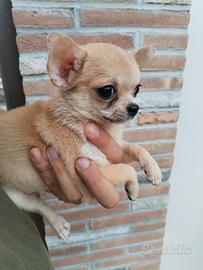 Ludovica - Chihuahua Blue Fawn