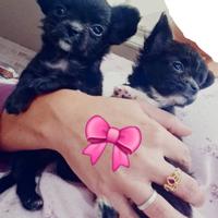 Cucciole di chihuahua