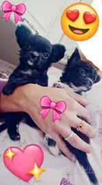 Cucciole di chihuahua