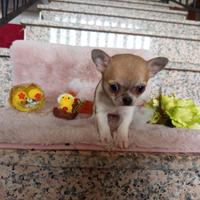 Chihuahua