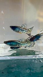 Guppy