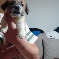 Jack Russell a pelo lungo