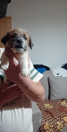 Jack Russell a pelo lungo