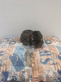 Cuccioli di cincillà beby