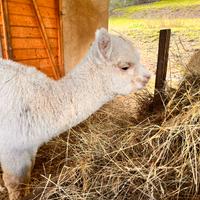 Alpaca giovani (cria)