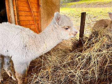 Alpaca giovani (cria)