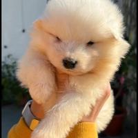 Cucciolo di samoiedo