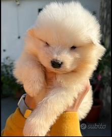 Cucciolo di samoiedo
