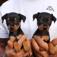 Disponibili pinscher toy
