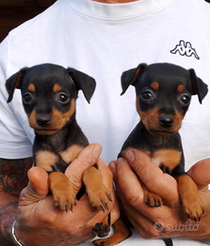 Disponibili pinscher toy