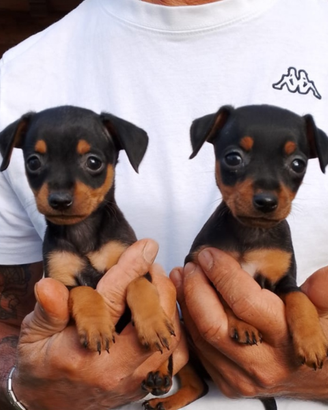 Disponibili pinscher toy