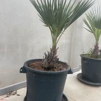 Palma Blu (Brahea armata)