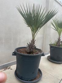 Palma Blu (Brahea armata)