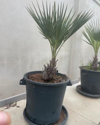 Palma Blu (Brahea armata)