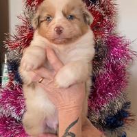 Australian Shepherd/Pastore Australiano