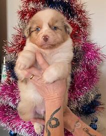 Australian Shepherd/Pastore Australiano