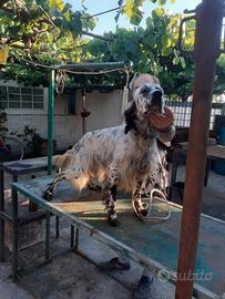 Setter inglese di Pino FIORE