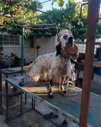 Setter inglese di Pino FIORE