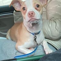 Cucciolo taglia piccola