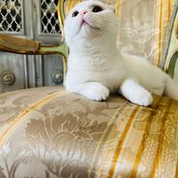 Accoppiamento - monta gatto scottish fold