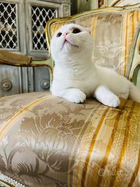 Accoppiamento - monta gatto scottish fold