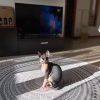 Gattino Sphynx 7 mesi