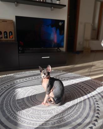 Gattino Sphynx 7 mesi