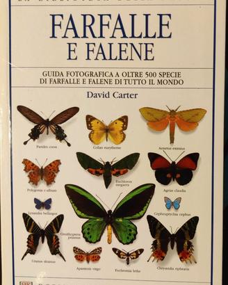 David Carter-FARFALLE E FALENE