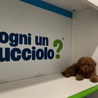 Barboncino Toy red rosso pedigree
