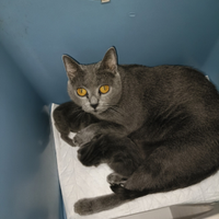 Cuccioli di certosino PURISSIMI