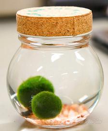 Marimo, alga per acquario (Aegagropila linnaei)