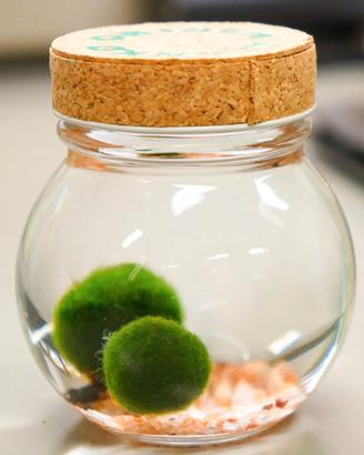 Marimo, alga per acquario (Aegagropila linnaei)