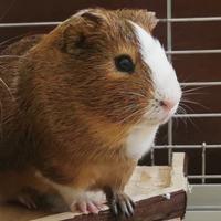 Cavia Porcellino d'India +tutto: gabbia grande ecc
